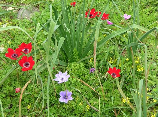 click on photo for full size image