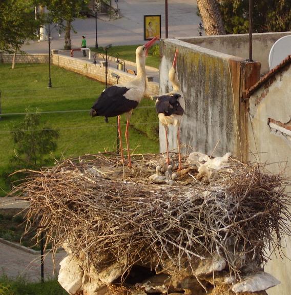 can you see the chicks?