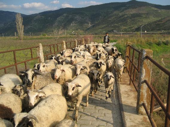 Look for the Mama and Papa sheep.